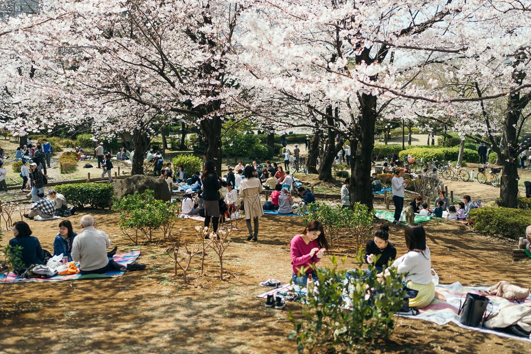 Tokioter auf Picknickdecken im Sumida Park