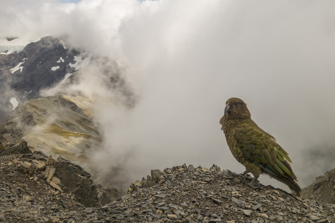 Avalanche Peak Vogel
