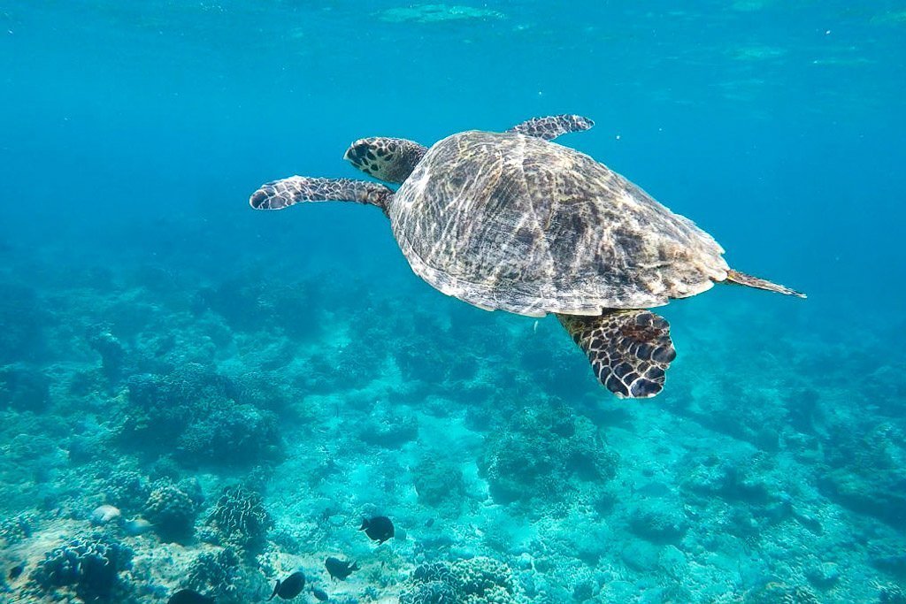 Gili Inseln, Schildkröte