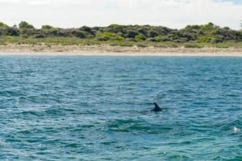 Wilde Delfine vor der Küste