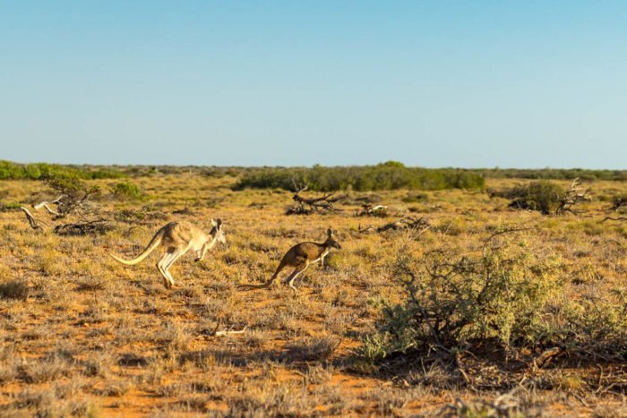 Kangaroos im Cape Range Nationalpark