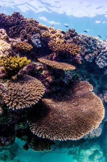 Korallen des Ningaloo Reefs