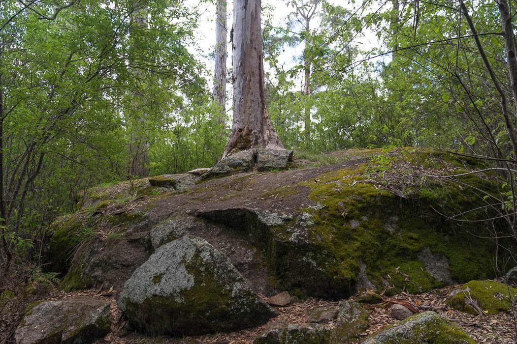 Tree in rock