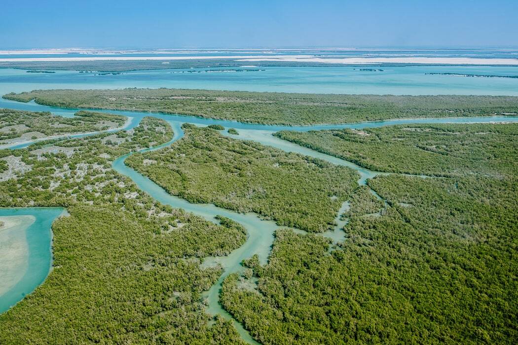 Mangrove National Park in Abu Dhabi