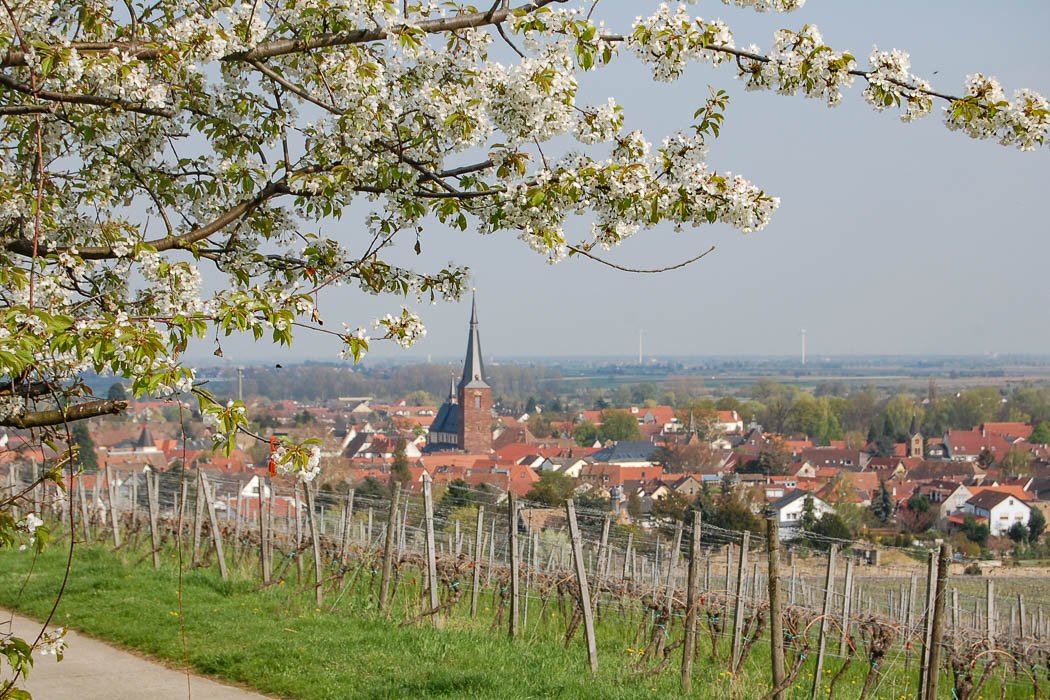 Blick auf Deidesheim