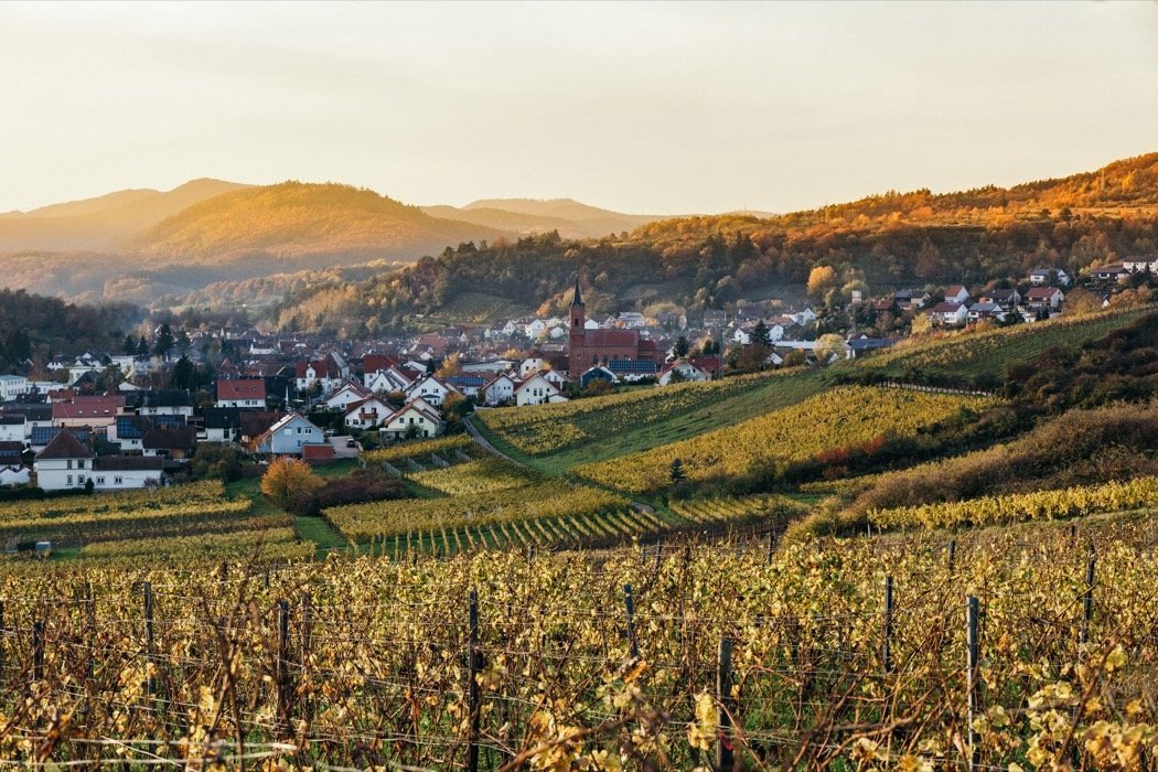 Blick über Weinberge in der Pfalz