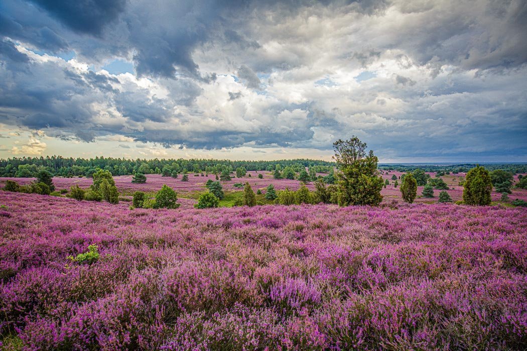 Lüneburger Heide, weitläufige, lila Blüte