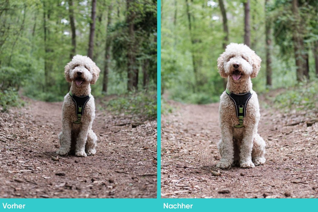 Vergleich zweier Hundefotos