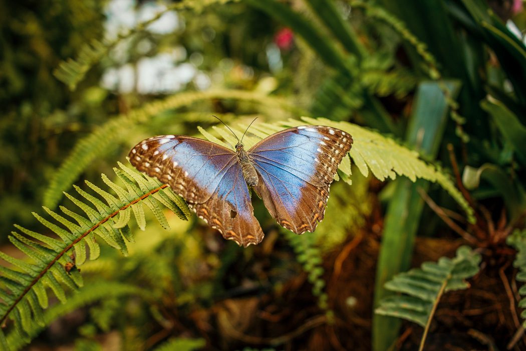 Blauer Schmetterling auf Pflanze