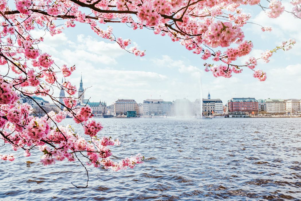 Kirschblüte in Hamburg an der Alster