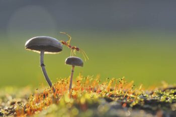 Ameise klettert über Pilze