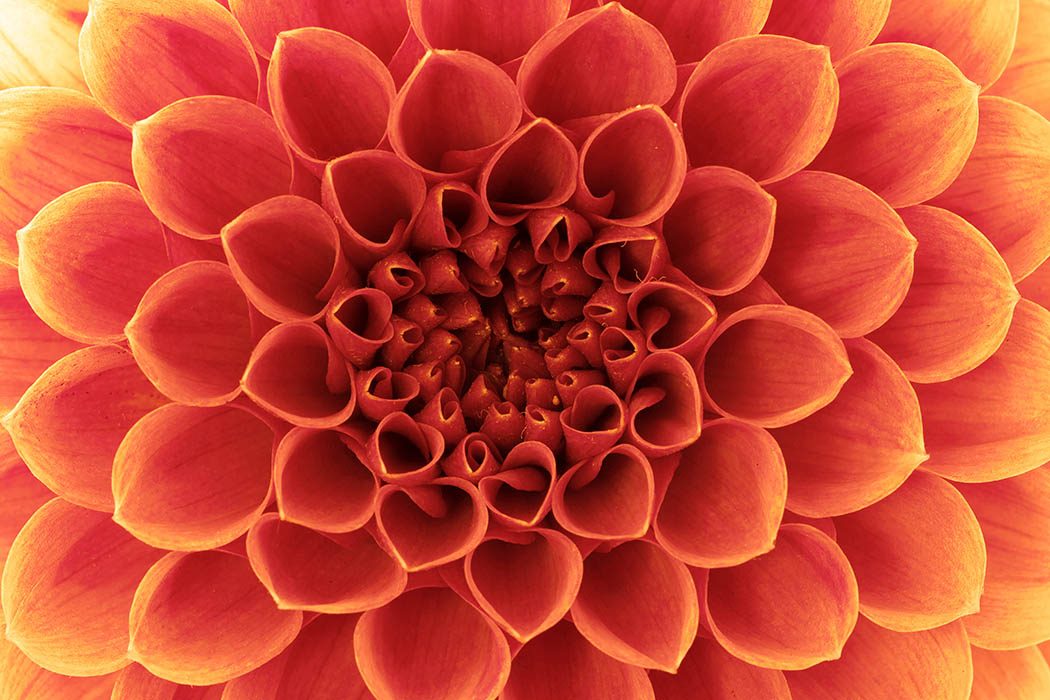 Blüte symmetrisch fotografiert für einen grafischen Effekt