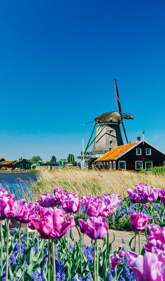 Tulpen und Windmühlen in Holland.