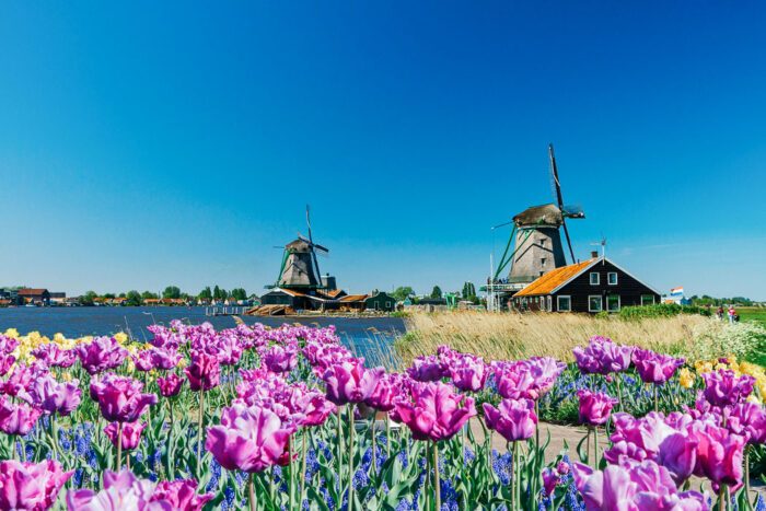 Typisch Holland: Tulpen und Windmühlen.