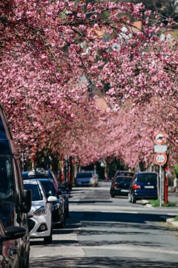 Kirschblüte Stresemannstraße Marburg