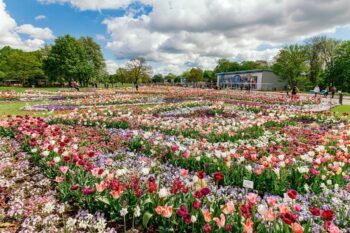 Riesiges Blumenbeet im ega Park in Erfurt