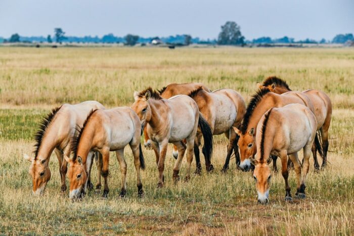 Grasende Pferde im Hortobágyi Nationalpark in Puszta