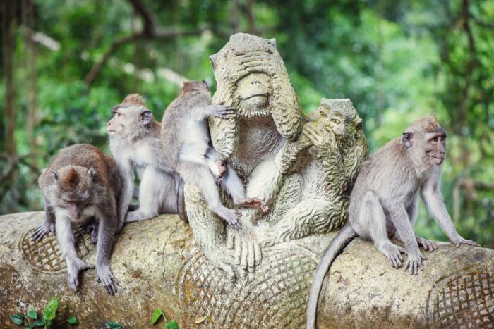 Affen im Monkey Forrest auf Bali bei Ubud