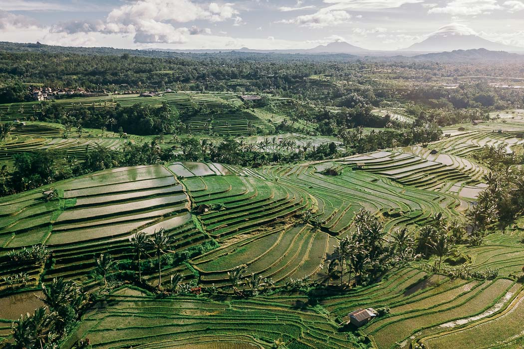 Aussicht auf die Jatiluwih Reisfelder