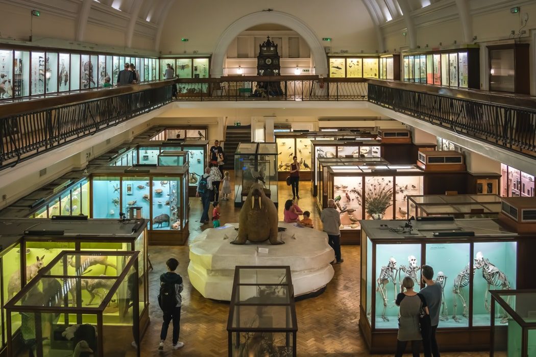 Saal mit Schaufenstern aus Anthropologie und Biologie im Horniman Museum in London