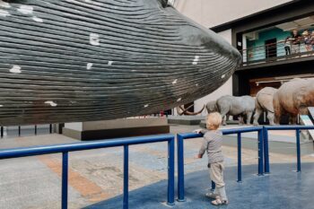 Kind blickt auf Nachbildung eines Wals im Natural History Museum in London