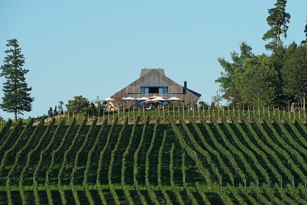 Weinberge des Weinguts Schmidt am Bodensee