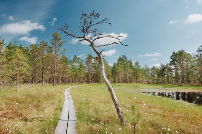 Viru Moor, Estland