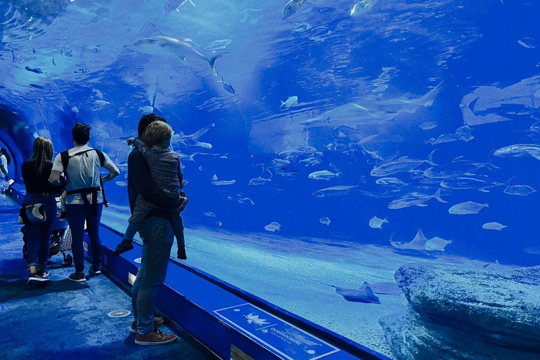 Valencia Aquarium mit Kindern