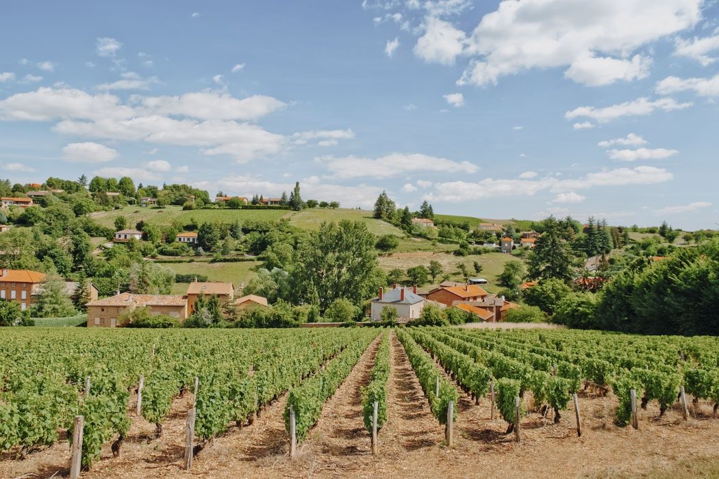Weinberge in der Region Beaujolais