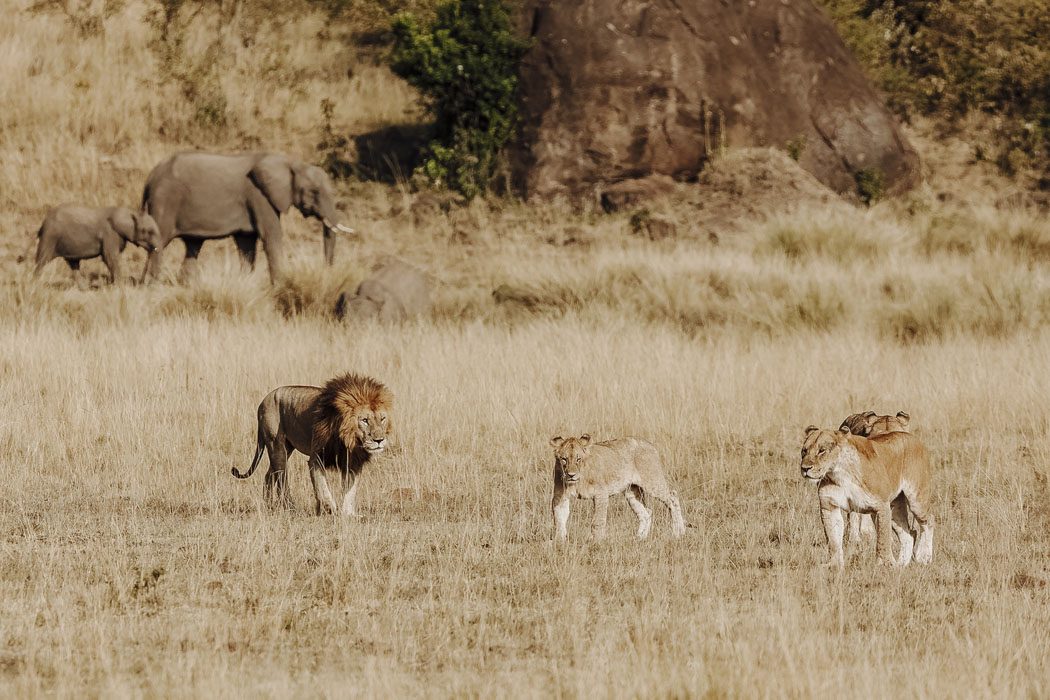 Löwen und Elefanten in der Steppe Kenias