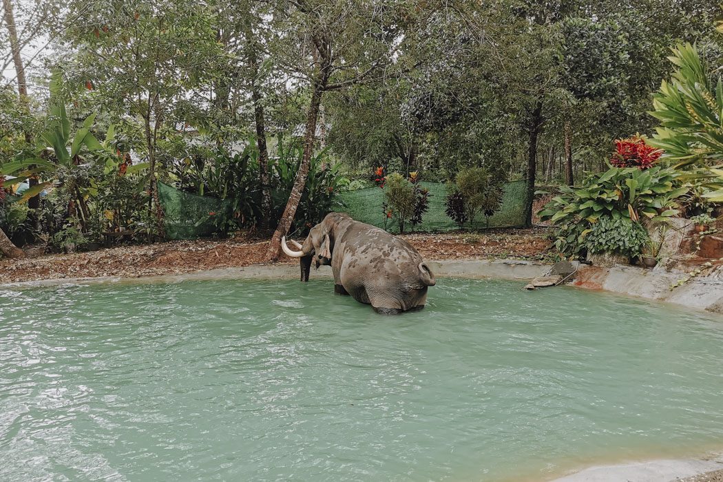 Elefant beim Baden im Elephant Home in Khao Lak
