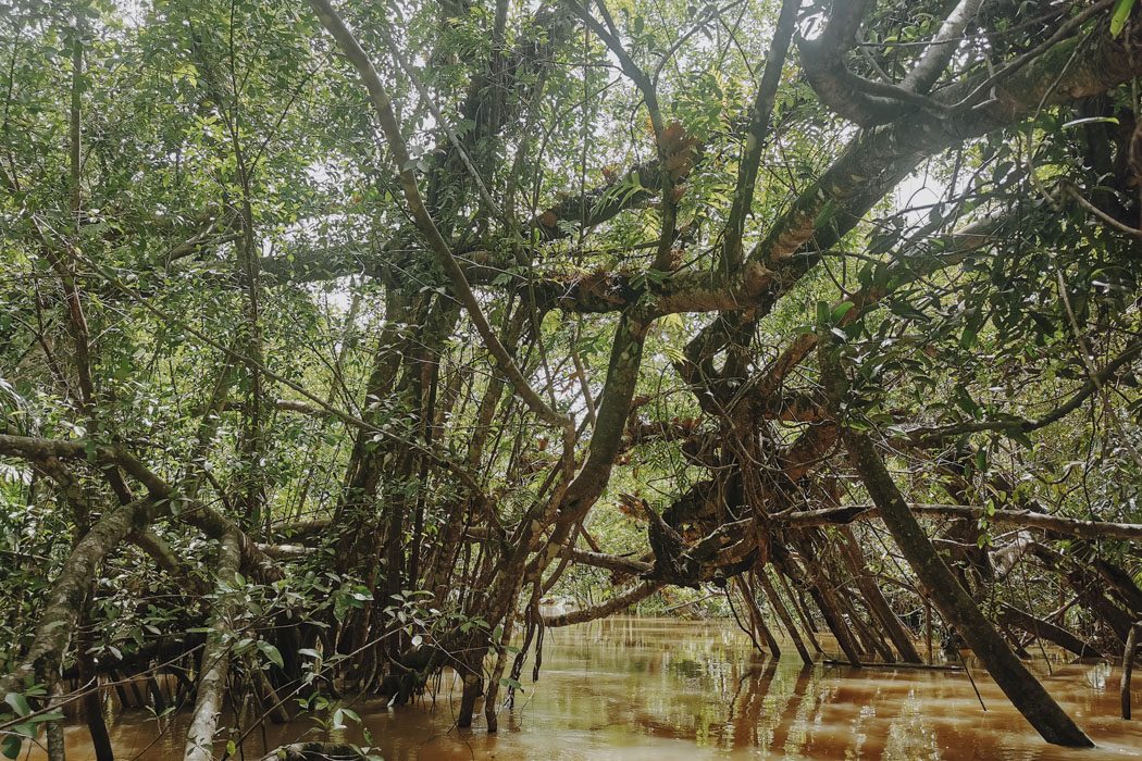 Mangrovenwald am Ufen des Little Amazonas in Khao Lak, Thailand