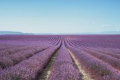 Lavendelfelder von Valensole in der Provence