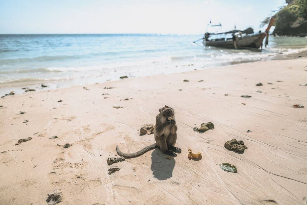Monkey Beach Thailans
