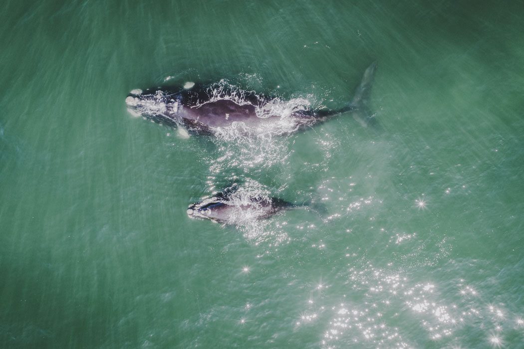 Luftaufnahme von zwei Walen vor Südafrika