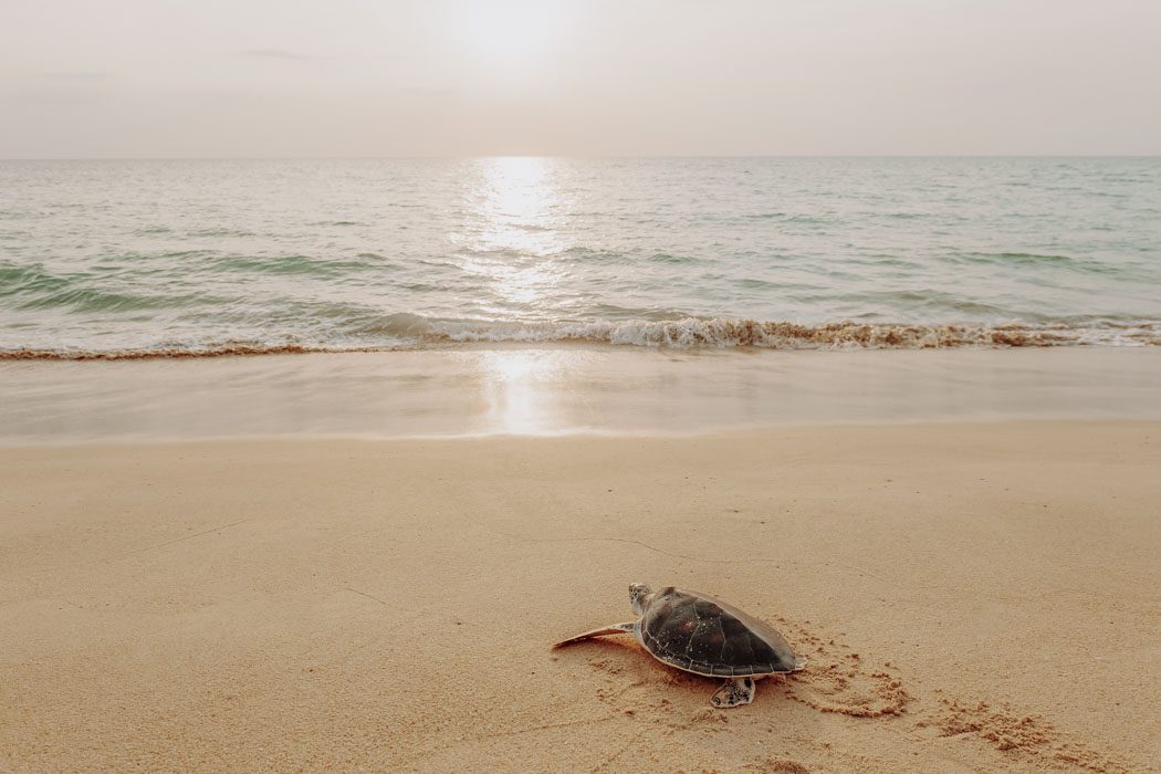 Meeresschildkröten am Strand in Thailand