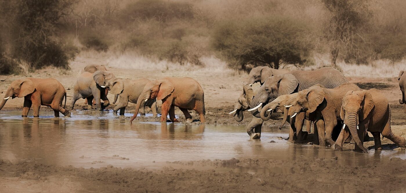 Safari ist ein absolutes must-do in Südafrika