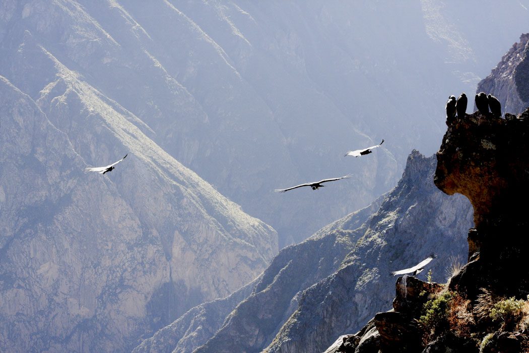 Kondoren im Colca Canyon