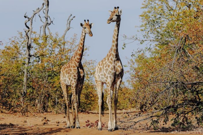 Giraffen im Krüger Nationalpark in Südafrika
