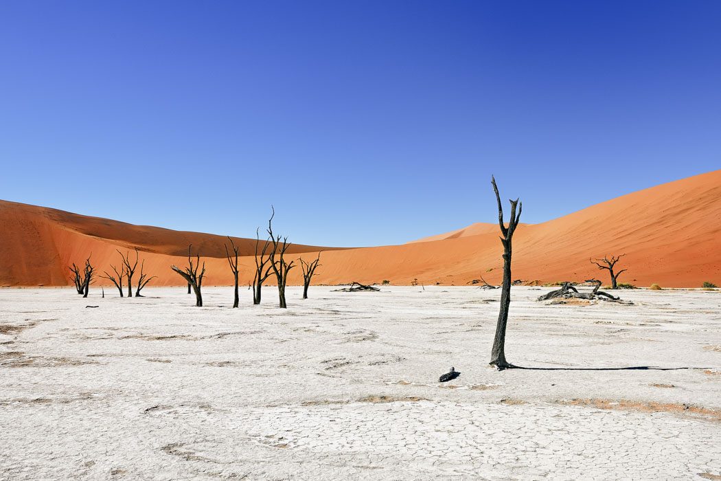 Tote Bäume in der Sossusvlei Wüste in Namibia