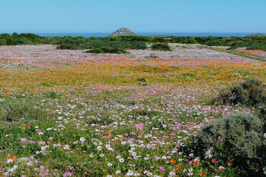 Blumenmeer an der Westküste Südafrikas