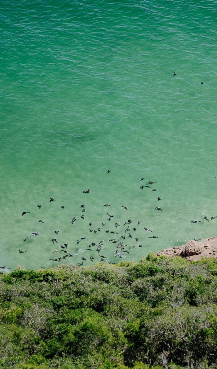 Von einer grünen Felsinsel wegfliegender Vogelschwarm über türkisgrünem Meer