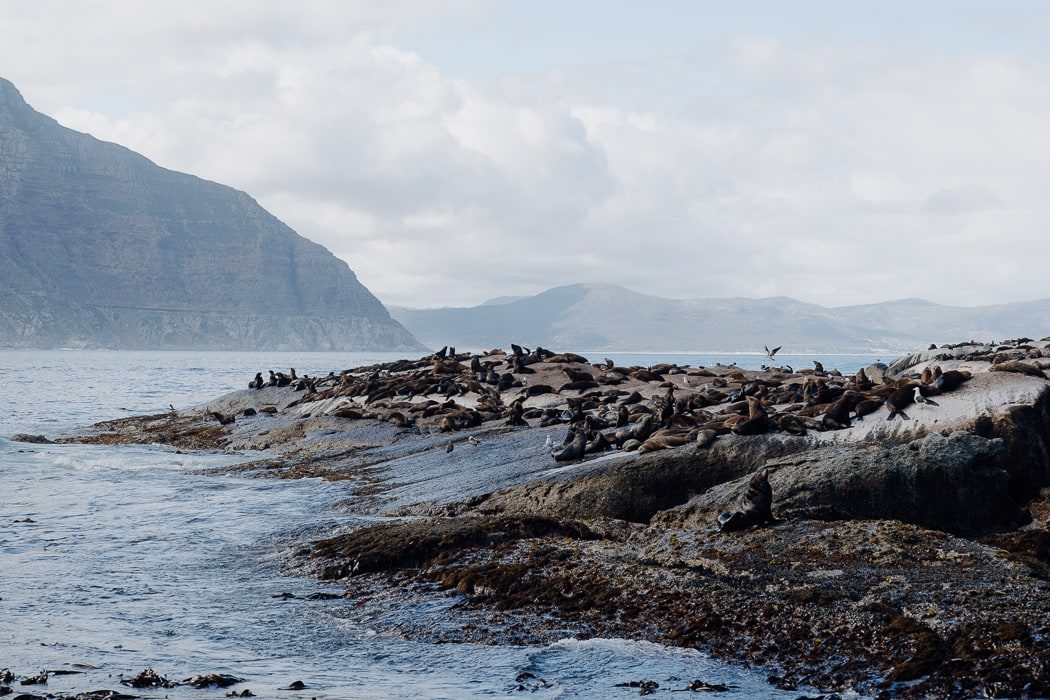 Duiker Island mit den Robben, dem Chapman‘s Peak Drive und dem Strand von Noordhoek im Hintergrund.