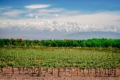 Weinreben und Berge bei Mendoza