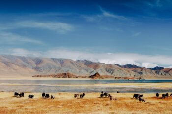 Steppenlandschaft mit Schafen in der Mongolei