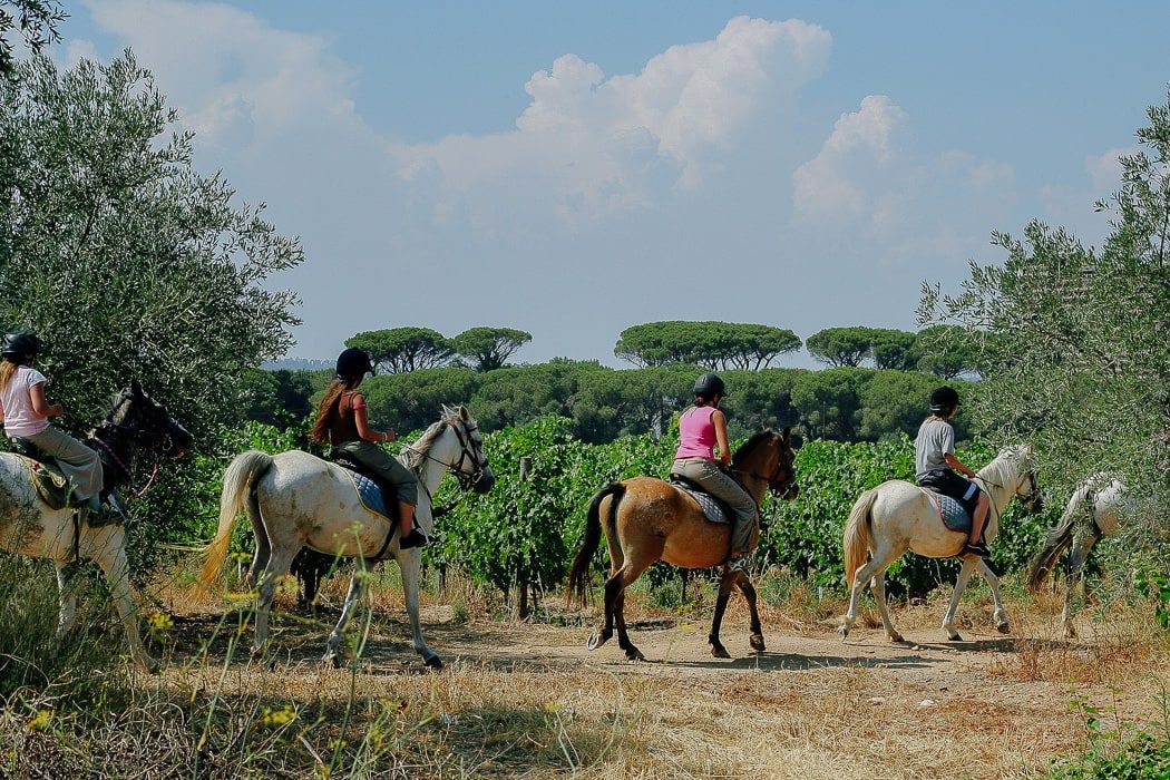 Pferde mit Kindern die hintereinander durch Weinreben spazieren