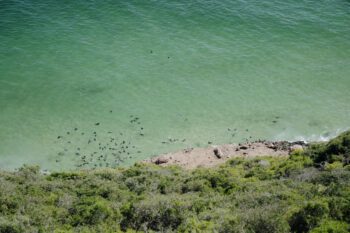 Robben im Robberg Nature Reserve