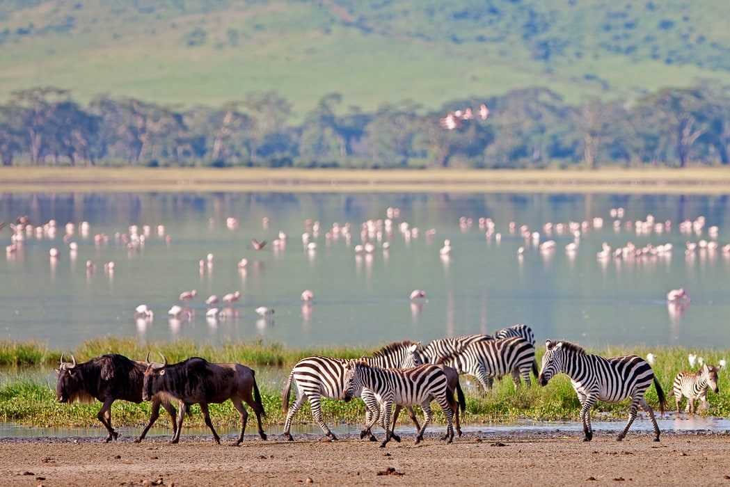 Zebras und Flamingos im Ngorongoro Krater in Tansania