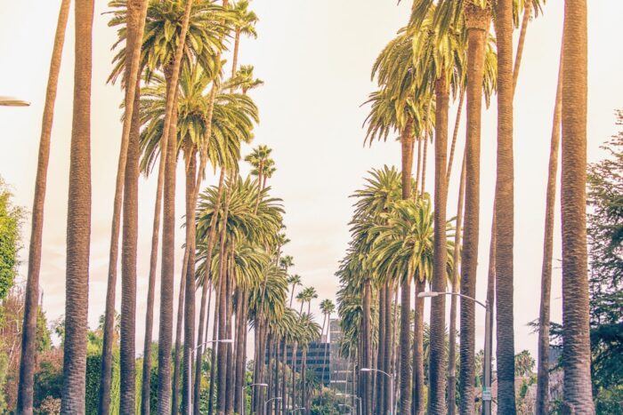 Palmen in Los Angeles