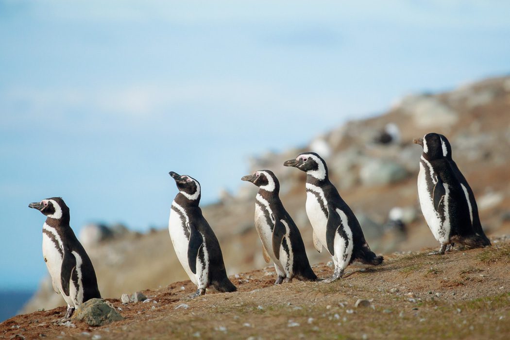 Pinguine Patagonien